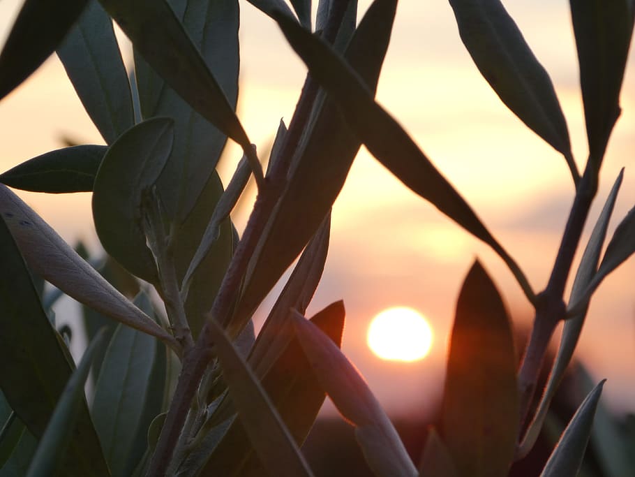 olives, sunset, evening, growth, plant, close-up, nature, sunlight, sky, beauty in nature