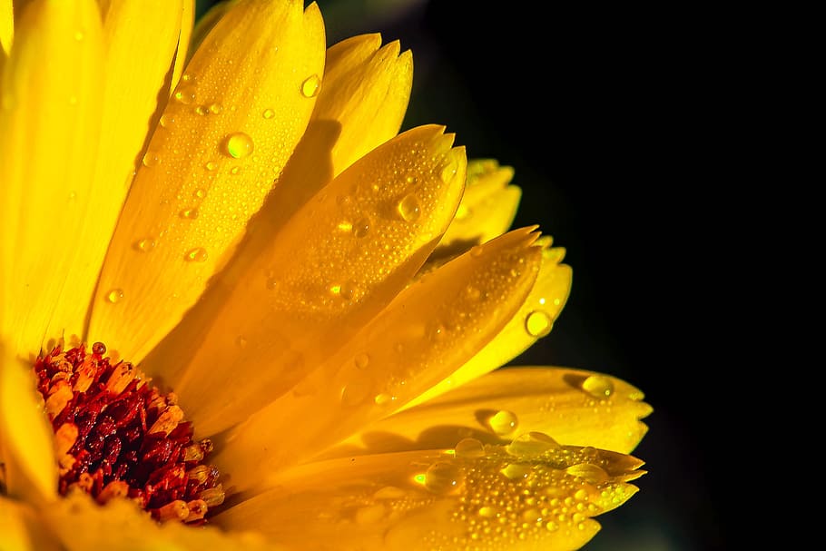 黄色のデイジーの花, マリーゴールド, カレンデュラ, オレンジ, 花, ガーデニング, 複合材料, 雨滴, 暴風雨の後, 点滴