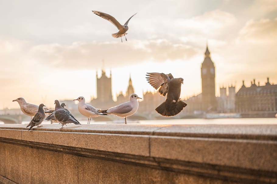 Flying, Birds, London, animals, bird, urban Scene, city, big Ben, famous Place, london - England