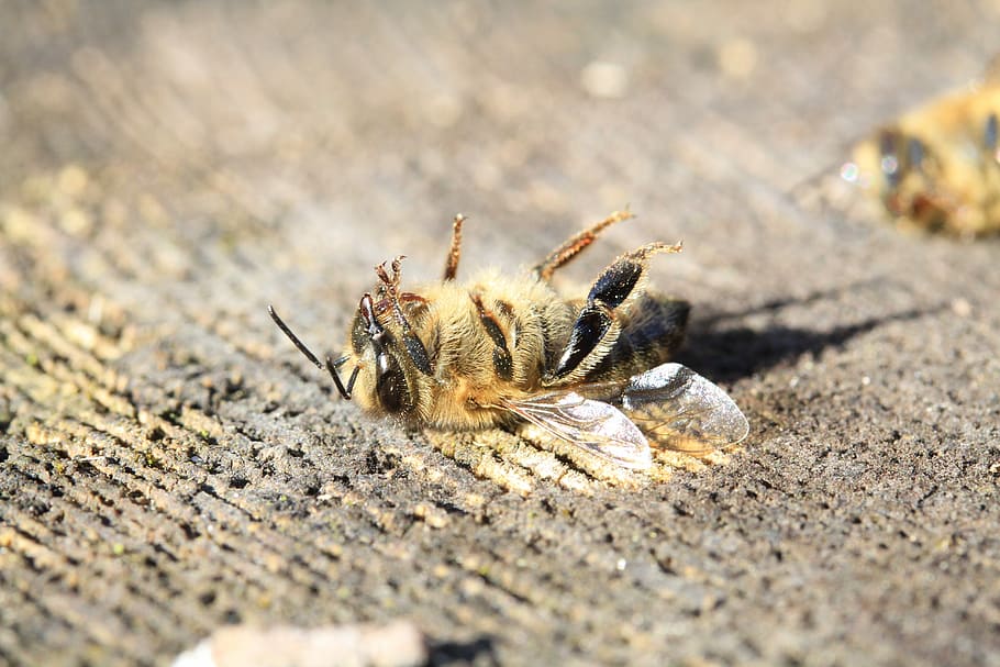 bee, dead, pesticide, varoa, warming, forage, insects, pollinator, garden, nature