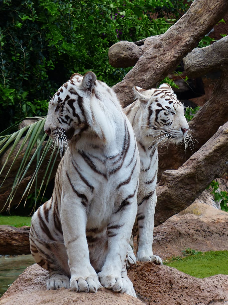 foto satwa liar, dua, harimau albino, harimau bengal putih, pasangan harimau, duduk, istirahat, jantan, betina, harimau