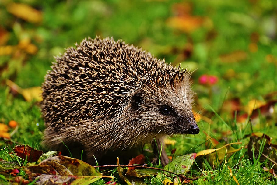 beige, hedgehog, green, grass, daytime, hedgehog child, young hedgehog, animal, spur, nature