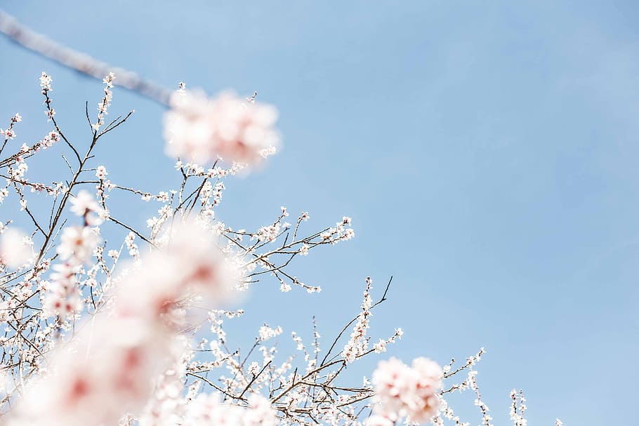 белые цветы, цветок, растение, природа, цветение, синий, небо, весна, хрупкость, красота в природе