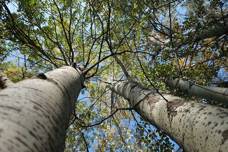 birch, tree, trees, branch, forest, autumn, plant, low angle view, tree trunk, trunk