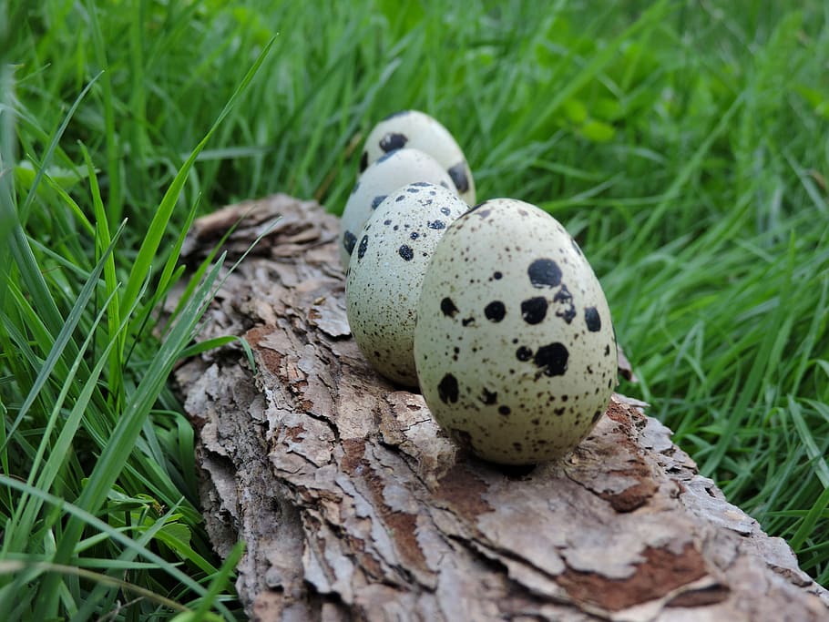 Quail Eggs, Bark, Ranking, Meadow, grass, day, green color, animal themes, outdoors, egg