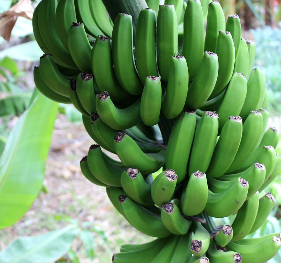 plátano, verde, arbusto, fruta, frutas, vitaminas, cerca, color verde, comida y bebida, alimentación saludable