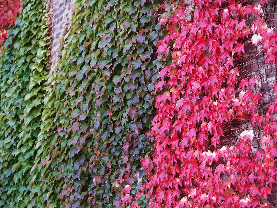 Sweden, Leaf, Nature, Plant, autumn, red, colors, foliage, golden autumn, textured
