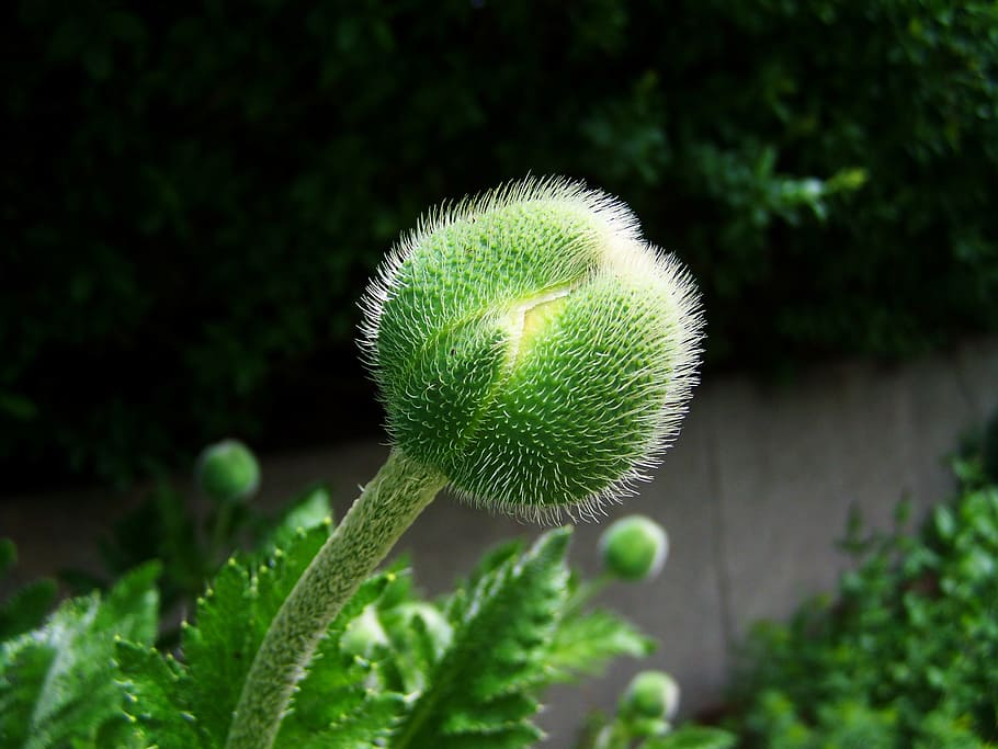 flower buds, poppy, green, plant, green color, growth, close-up, beauty in nature, nature, focus on foreground