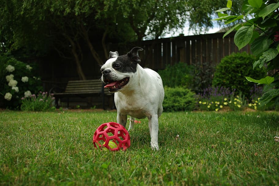 white, black, french, bulldog, playing, red, ball, grass field, grass, dog