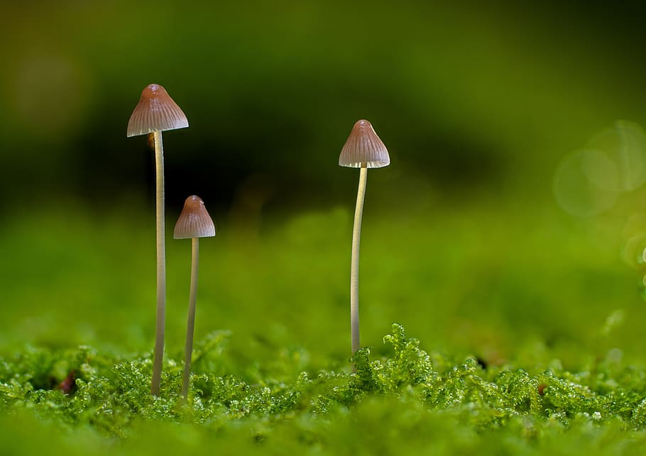 mushroom, small mushroom, mushrooms, sponge, moss, autumn, mini mushroom, agaric, forest mushrooms, disc fungus