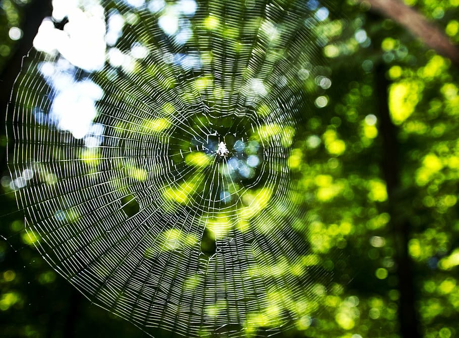 macro, network, symmetry, trees, morning, trap, pattern, arachnid, nature, spider Web