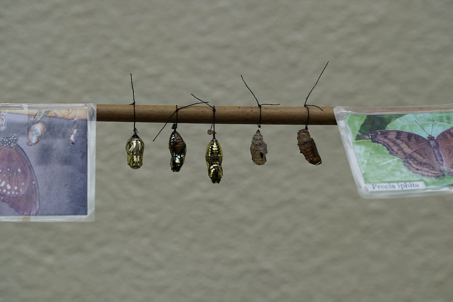 dolls, butterfly dolls, cocoons, series, lined up, cocoon, doll, transformation, metamorphosis, butterfly farm
