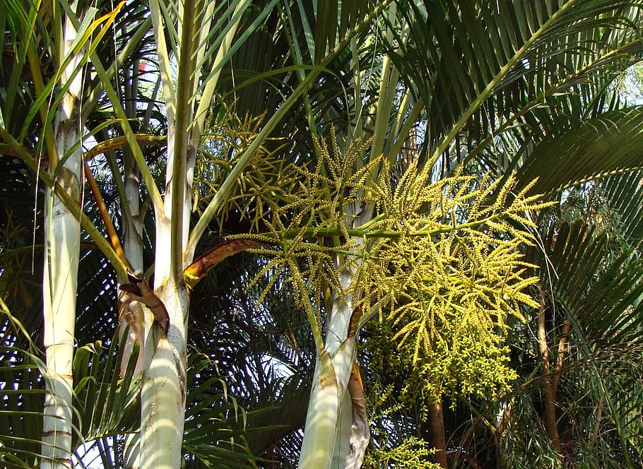 Palma de caña dorada, mariposa de palma, palma de madagascar, dypsis lutescens, arecaceae, india, planta, crecimiento, árbol, color verde