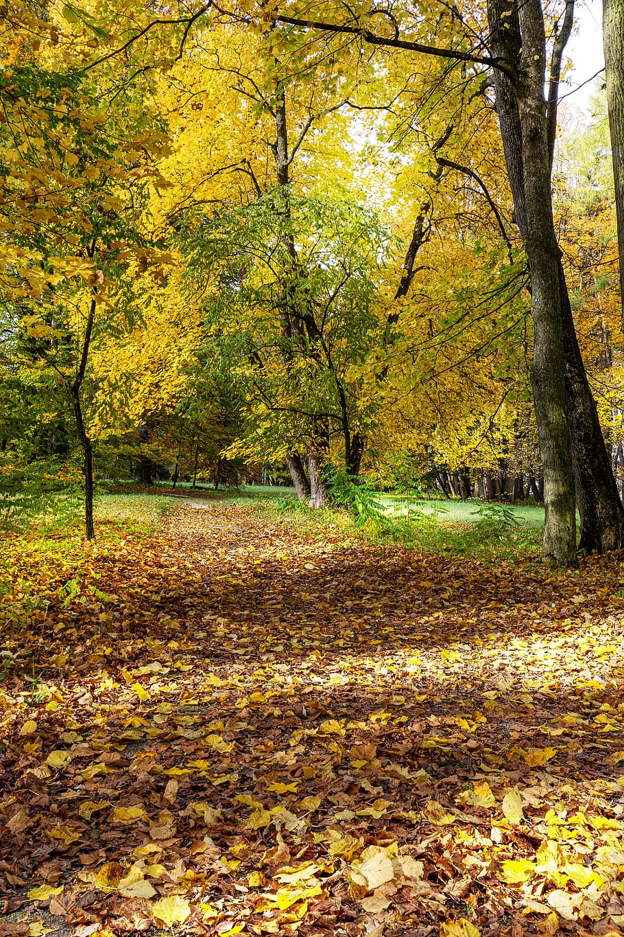 natureza, outono, folhagem, outubro, cor, caminho, árvore, mudança, folha, parte da planta