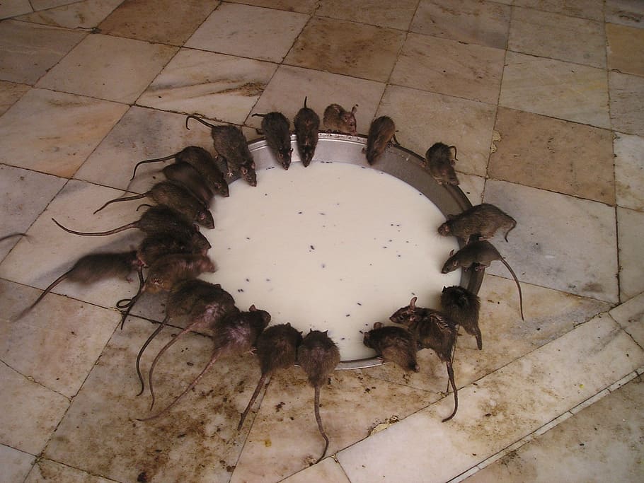 group, rats drinking milk, india, rat temple, rat, holy, food, eat, flooring, high angle view