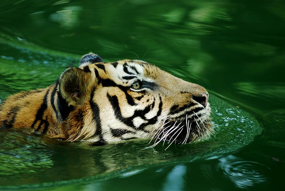 animal tigre, corpo, agua, tigre, tigre malaio, solitário, selvagem, animal, natureza, pena