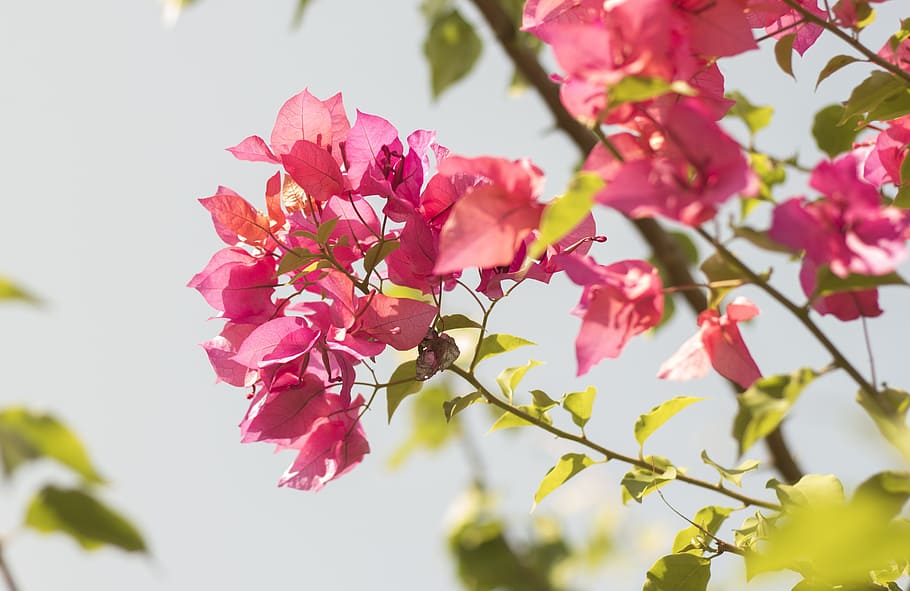 rosado, buganvilla, floreciente, durante el día, flor, mañana, parque, jardín, naturaleza, planta