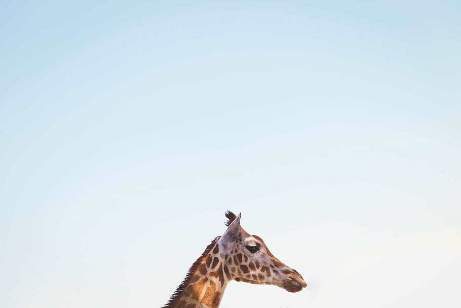 jirafa durante el día, naturaleza, azul, cielo, animales, jirafa, cabeza, un animal, temas de animales, animal