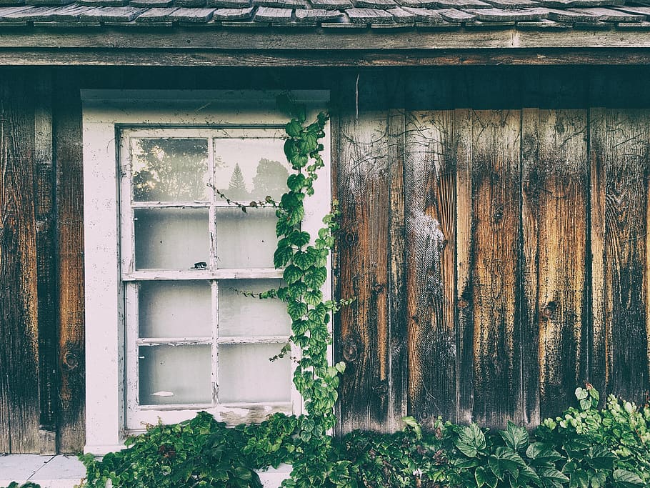 rumah, kayu, dinding, pintu, kaca, tanaman, hijau, rumput, sulur, di luar