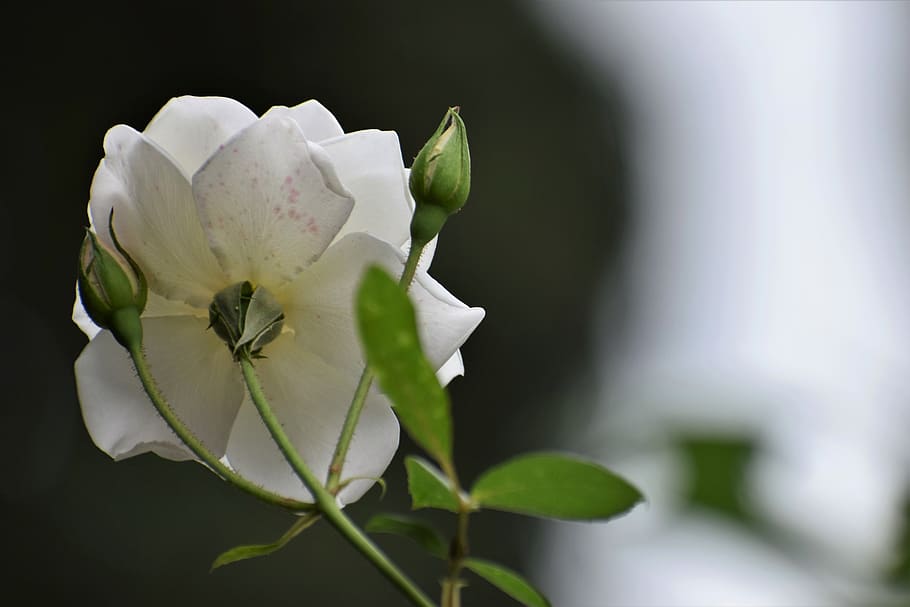 rosas blancas, símbolo de pureza, floración, planta, romántico, naturaleza, al aire libre, planta floreciendo, flor, belleza en la naturaleza