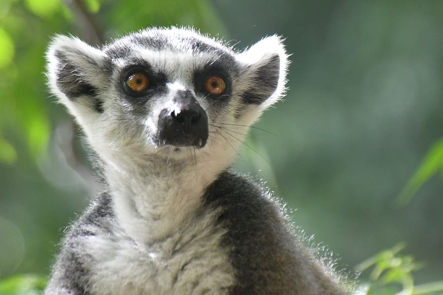 lemur, mammal, madagascar, nature, primates, animals, lemurs, mammals, animal themes, one animal