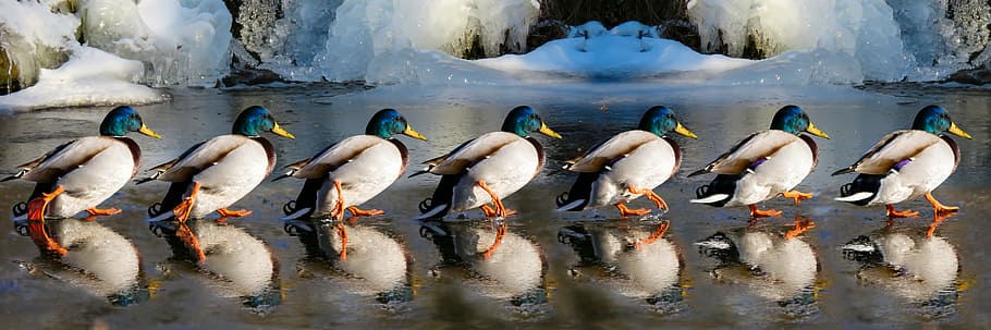 photography, six, male, mallard ducks, daytime, animals, ducks, water bird, run, marching