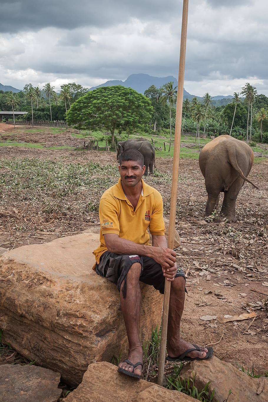 caregiver, elephant, animal, one person, real people, men, front view, full length, sitting, adult