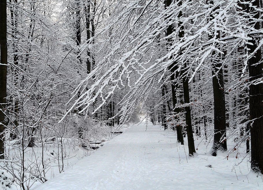 inverno, neve, floresta, branco, invernal, frio, floresta de inverno, temperatura fria, árvore, plantar