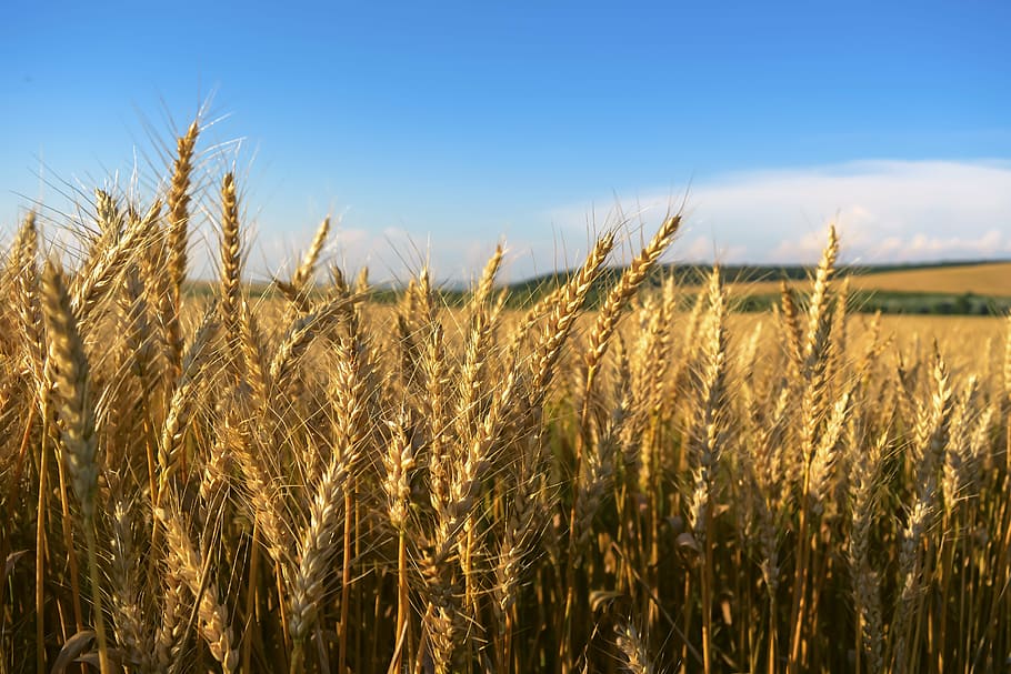 wheat field, sunny, sky, field, wheat, klosova, gold, yellow, the danube plain, landscape