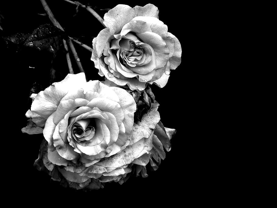 close, two, grey, roses, rose, mourning, cemetery, nature, farewell, rose bloom