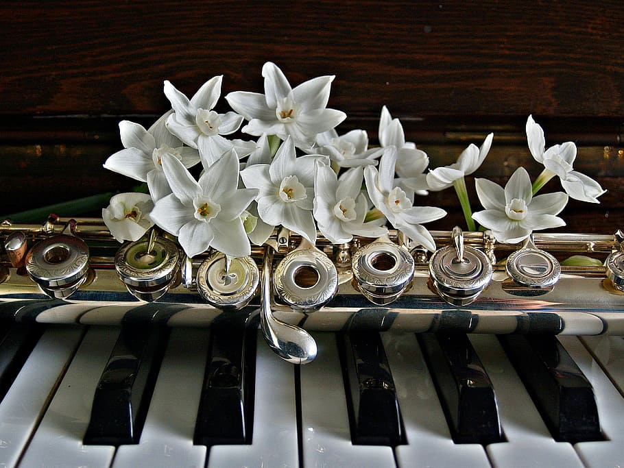 white, petaled flower, brass instrument, piano, flute, jonquils, flowers, keys, black, keyboard