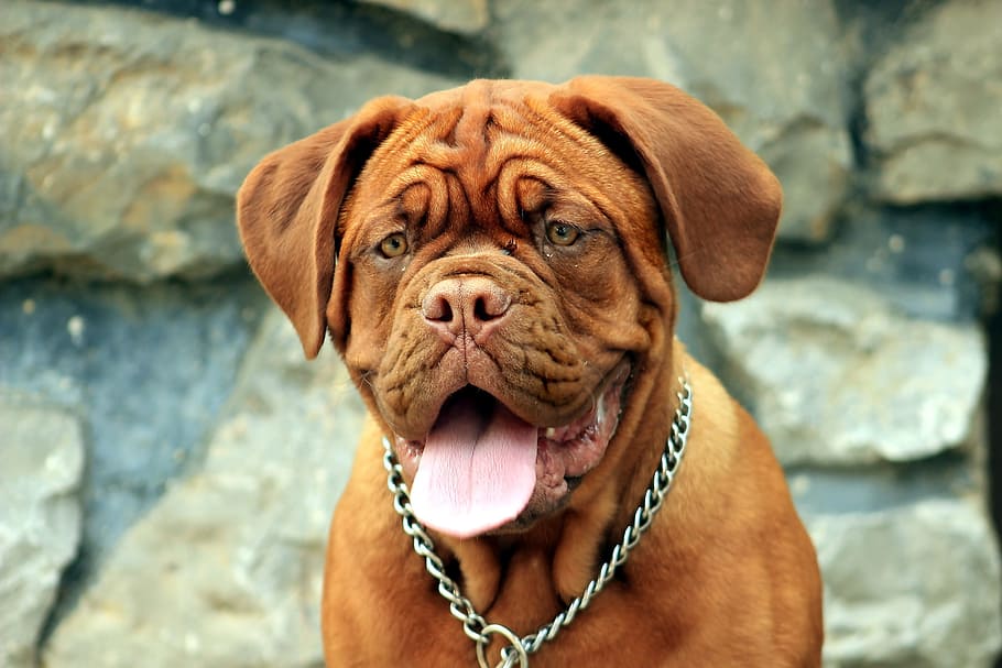 large, short, coated, brown, dog, dog chain, brown dog, chain, dogue de bordeaux, mastiff
