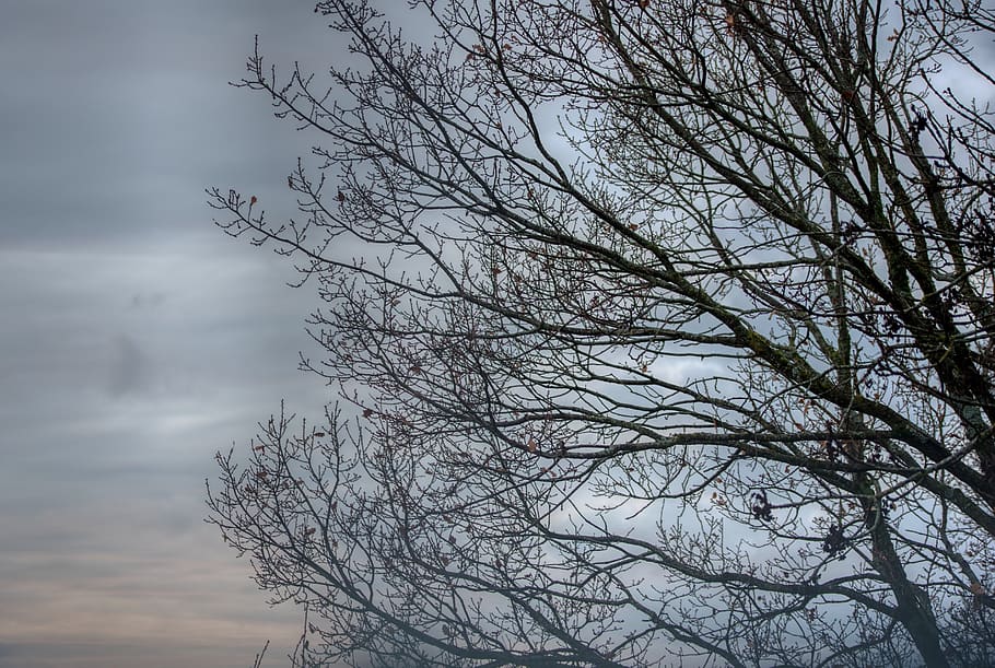 tree, kahl, winter, cold, cloudy, sky, twilight, abendstimmung, bare tree, branch