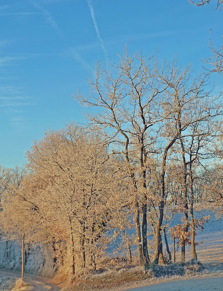 Gel, Frost, Invierno, Frío, Naturaleza, Árbol, paisajes, formación de hielo, temperatura fría, árbol desnudo