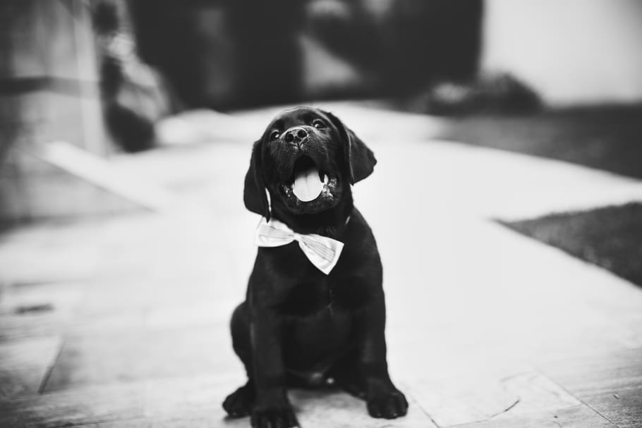 happy, black labrador, dog, animal, puppy, pet, bow tie, black, back and white, adorable