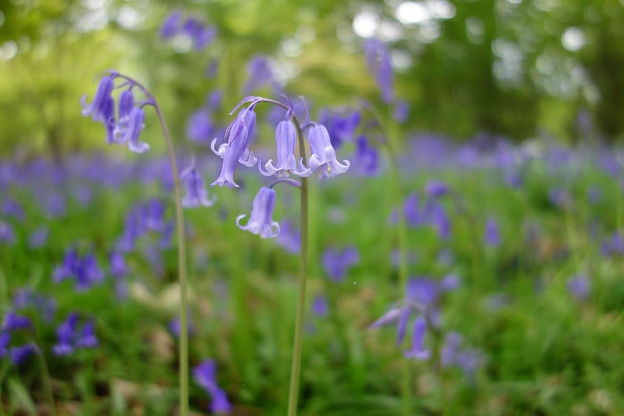 Bluebell, Bluebells, Winkworth Arboretum, púrpura, flor, crecimiento, naturaleza, belleza en la naturaleza, planta, planta floreciente
