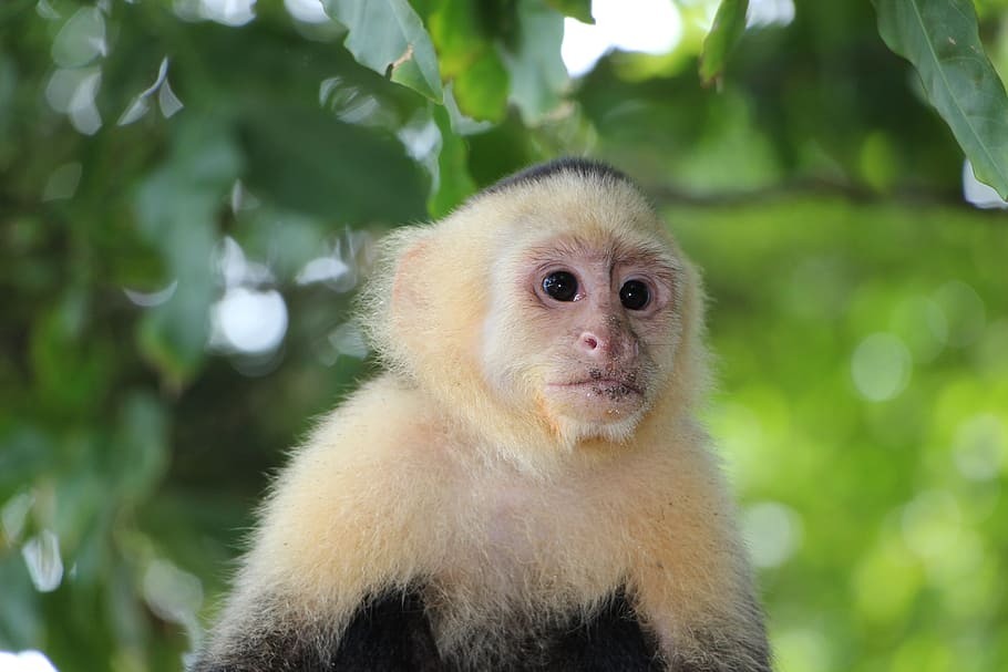 monyet, hijau, pohon, siang hari, monyet capuchin, äffchen, capuchins, costa rica, antonio manuel, taman nasional