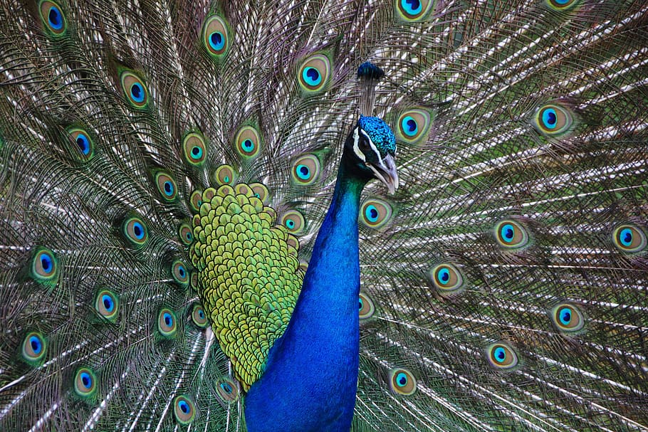 azul, verde, pavo real, pájaro, animal, colorido, naturaleza, color, vibrante, exótico