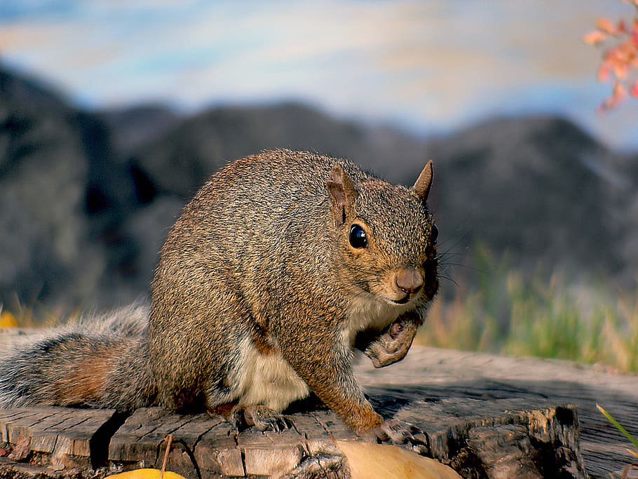 Squirrel, squirrel on wood, animal themes, animal, one animal, animal wildlife, animals in the wild, mammal, focus on foreground, rodent