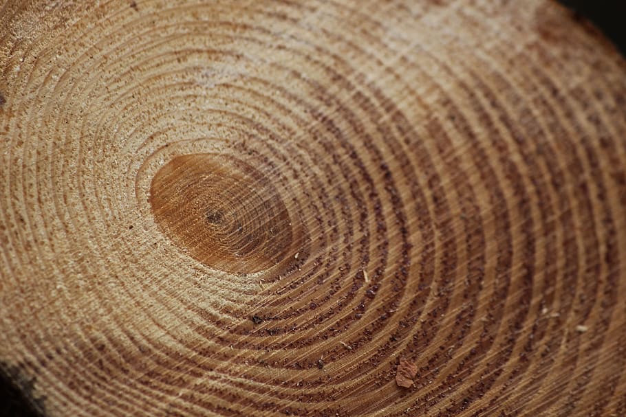 pine, annual rings, background, texture, pattern, wood, close up, backgrounds, tree ring, wood - material