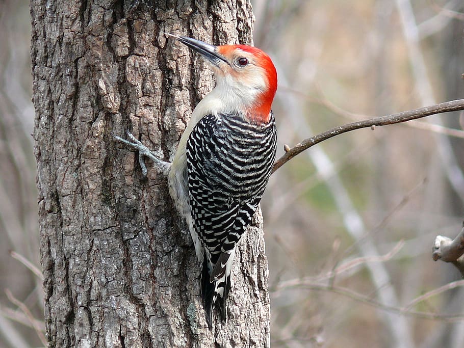 black, white, woodpecker, tree, red bellied woodpecker, bird, wildlife, bark, outdoors, trunk