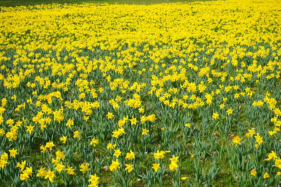 bed, yellow, flowers, daffodil field, sea of flowers, blütenmeer, narcissus pseudonarcissus, daffodil, flower, blossom