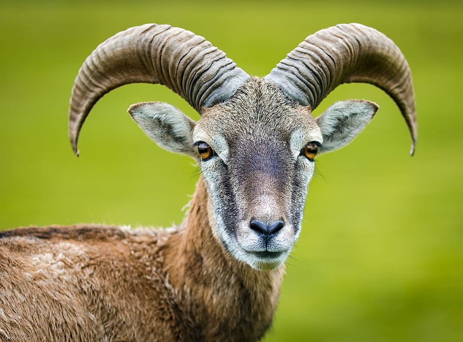selective, focus photography, deer, nature, animal, goat, animal world, horned, capricorn, wildlife photography