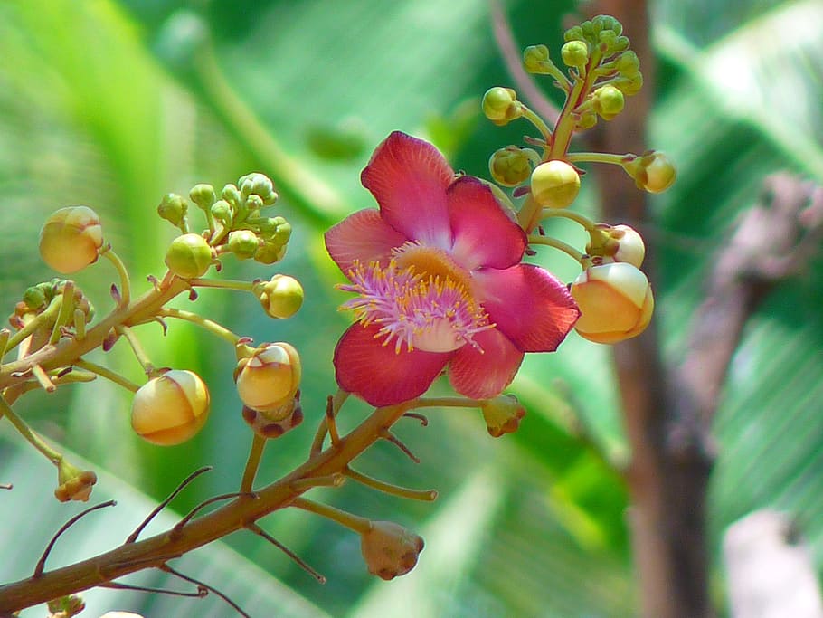 cannon ball tree, blossom, bloom, holy, shivas holy flower, pink, india, plant, growth, freshness