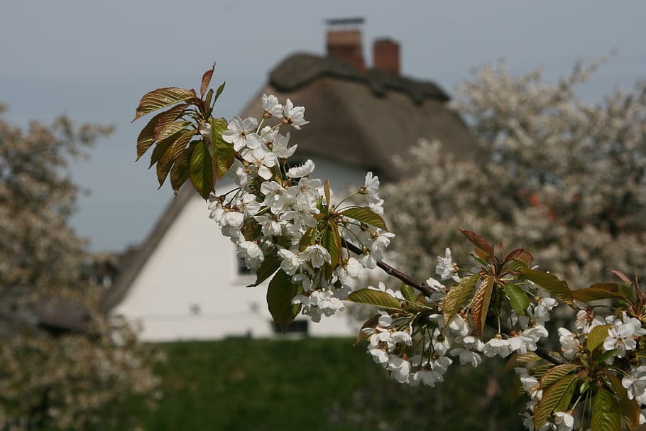 old country, mood, nature, thatched roof, home, architecture, building, blossom, bloom, cherry blossom
