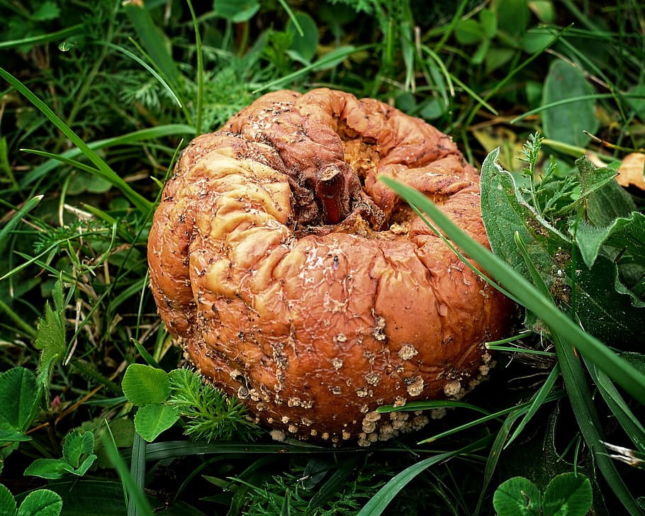 fruit, apple, autumn, windfall, rot, lazy, fäule rot, moder, decay, meadow
