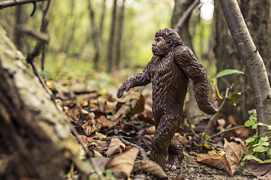 selective, focus photography, primate, surrounded, dried, leaves, bigfoot, evolution, anthropoid ape, neandertals