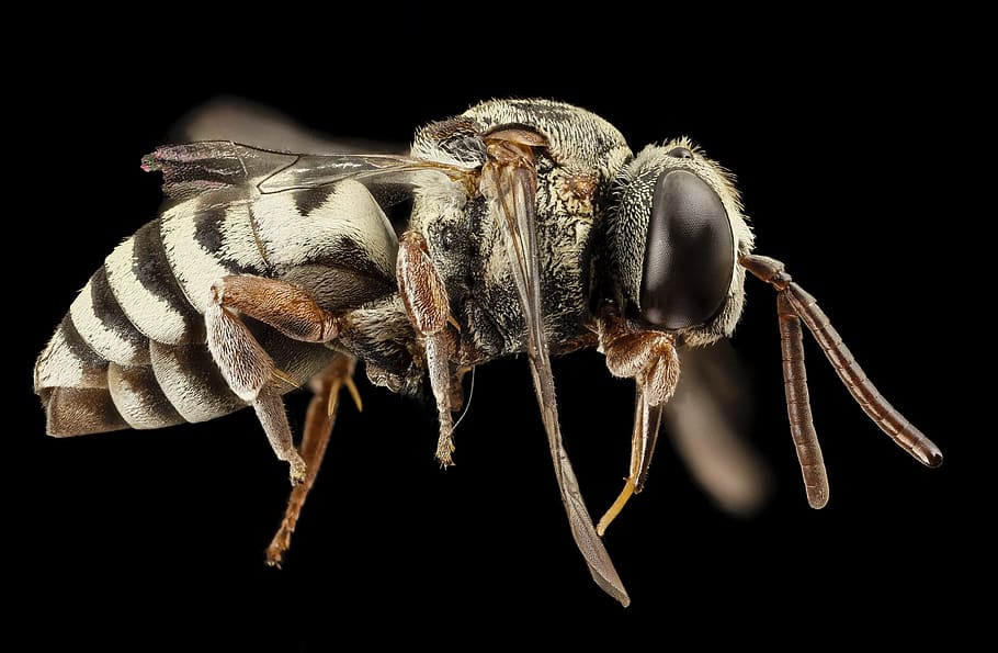 white, brown, bee, macro lens photography, parasitic, macro, bug, insect, close up, epeolus zonatus