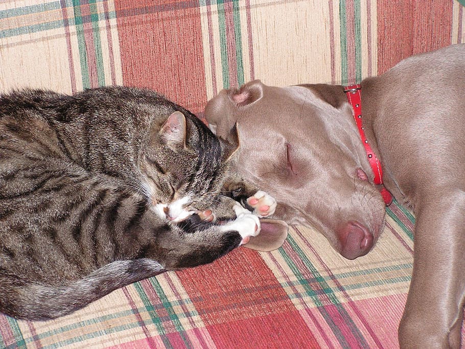 brown, tabby, mix, adult mouse-grey weimaraner, sleeping, plaid, pad, dog, cat, sweet