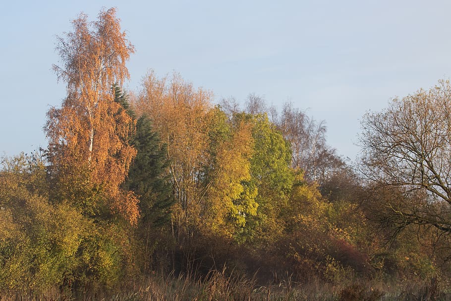 árboles de otoño, otoño, amanecer, orilla del río, paisaje, al aire libre, mañana, país, rural, escénico